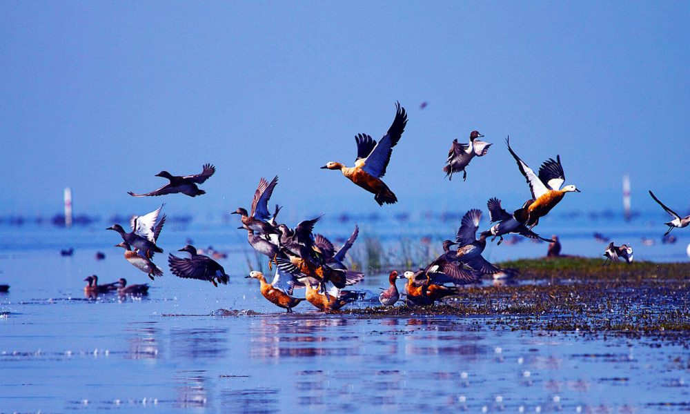 Chilika Bird Sanctuary